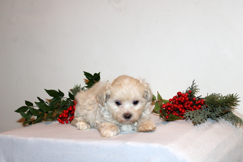 puppy, for, sale, Maltipoo, Matthew B. Stoltzfus, dog, breeder, Gap, PA, dog-breeder, puppy-for-sale, forsale, nearby, find, puppyfind, locator, puppylocator, aca